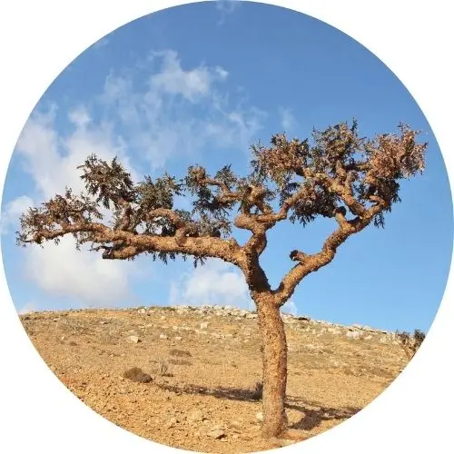 Frankincense, Occulta Essential Oil 5Ml - Living Libations 1