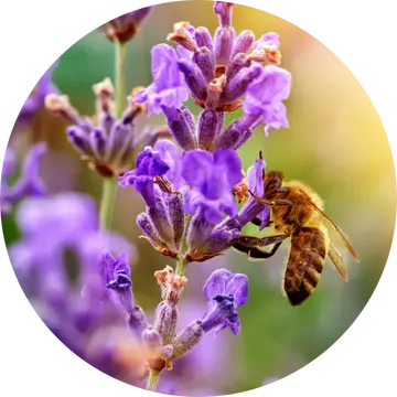 Lavender French Fine Essential Oil - Living Libations 1