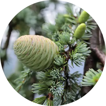 Cedar Essential Oil - Living Libations 1