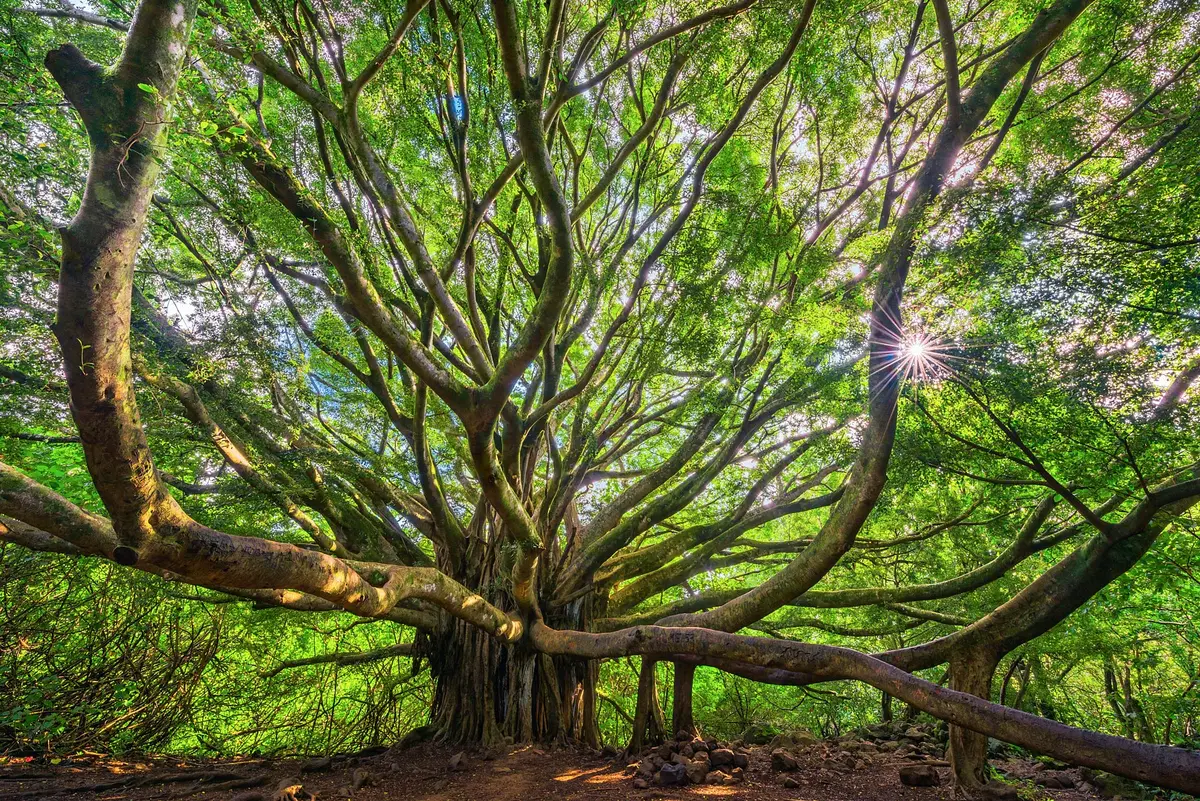 Gaia By Andrew Shoemaker 1