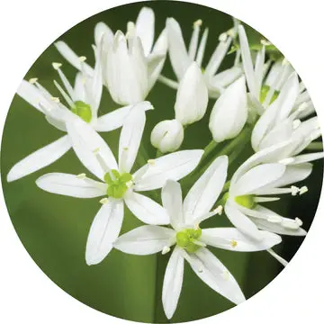 Garlic Essential Oil - Living Libations 1