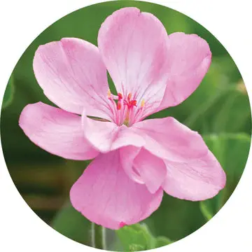 Geranium Essential Oil - Living Libations 1