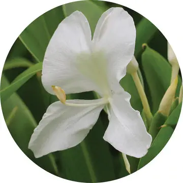 Gingerlily Over Vetiver Essential Oil - Living Libations 1