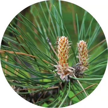 Pine Grande White Essential Oil - Living Libations 1