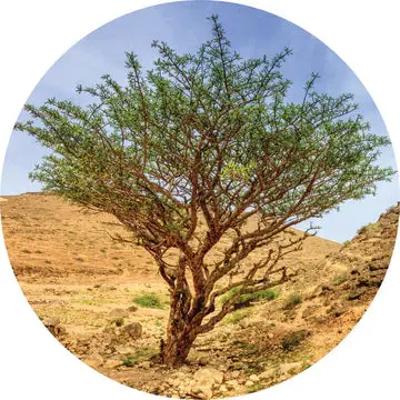 Frankincense, Green Hojari Essential Oil - Living Libations 1