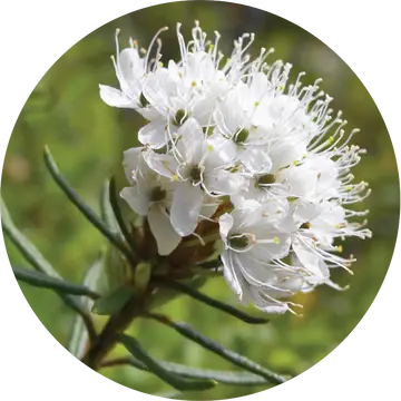 Greenland Moss Essential Oil - Living Libations 1