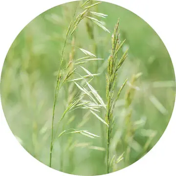 Hay Essential Oil - Living Libations 1