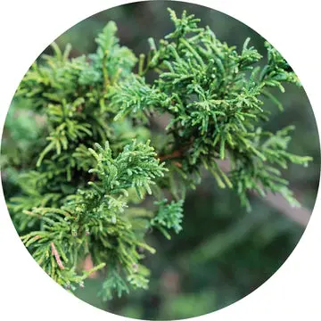 Cypress, Hinocki Essential Oil - Living Libations 1