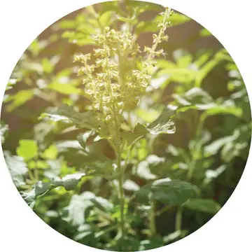 Holy Basil Essential Oil - Living Libations 1
