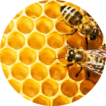 Honeycomb Absolute - Living Libations 1