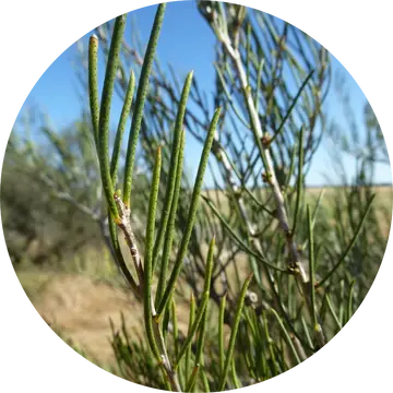 Honey Myrtle Essential Oil - Living Libations 1