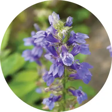 Hyssop Essential Oil - Living Libations 1