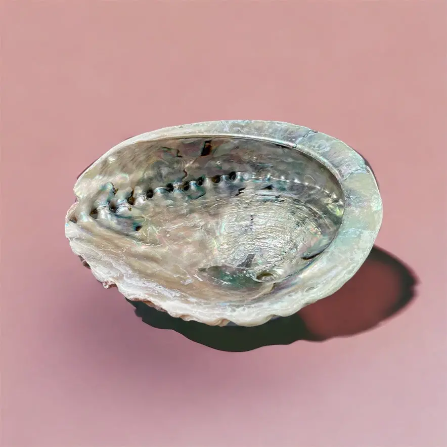 Abalone Shells (For Smudging) 1