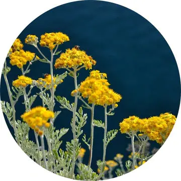 Immortelle Essential Oil - Living Libations 1