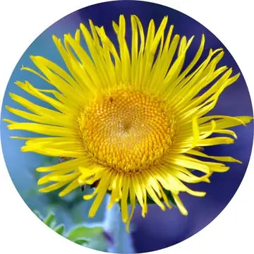 Inula Essential Oil - Living Libations 1