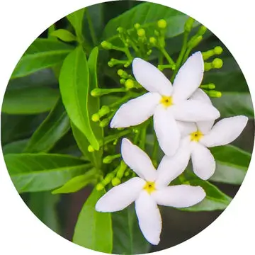 Jasmine Sambac Absolute – Living Libations | Wild-Crafted Essential Oil 1