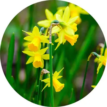 Jonquil Absolute - Living Libations 1