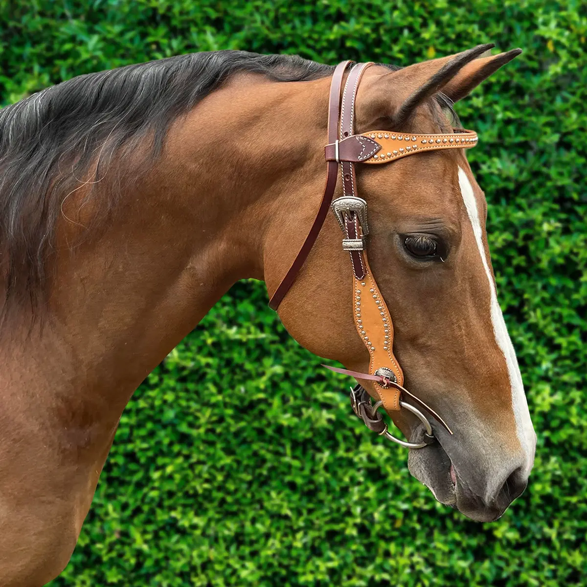 Ezy Ride Bridle Brow With Dots And Silver Buckle 2 Tone 1