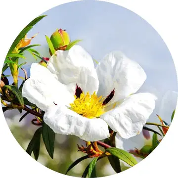 Labdanum Absolute - Living Libations 1