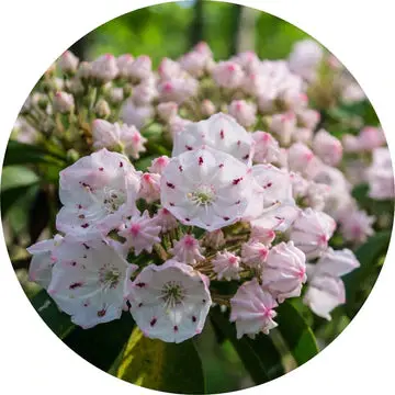 Laurel Essential Oil - Living Libations 1