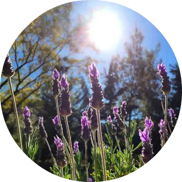 Lavender Alpine Essential Oil - Living Libations 1