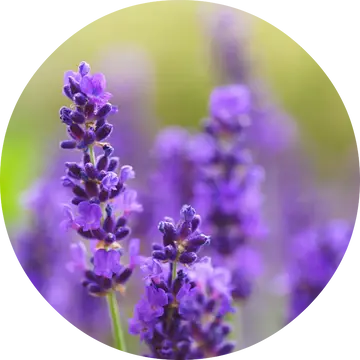 Lavender Absolute - Living Libations 1