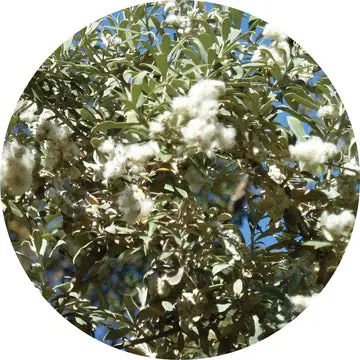 Leleshwa Essential Oil - Living Libations 1
