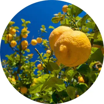 Lemon Essential Oil - Living Libations 1