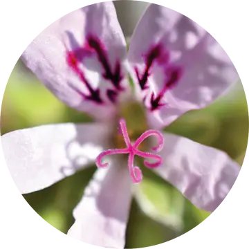 Geranium Lemon Essential Oil - Living Libations 1
