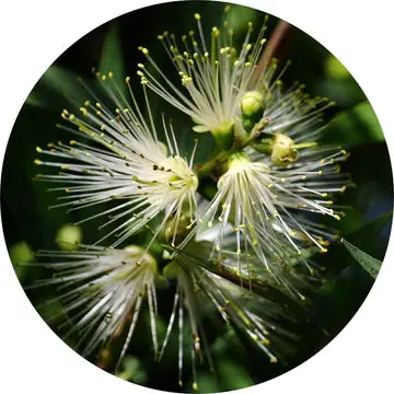 Lemon Myrtle Essential Oil - Living Libations 1
