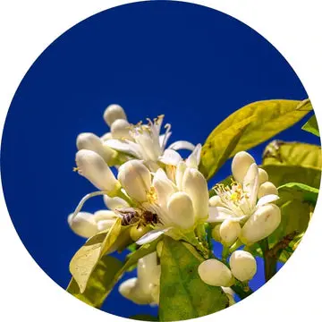 Lemon Petitgrain Essential Oil - Living Libations 1