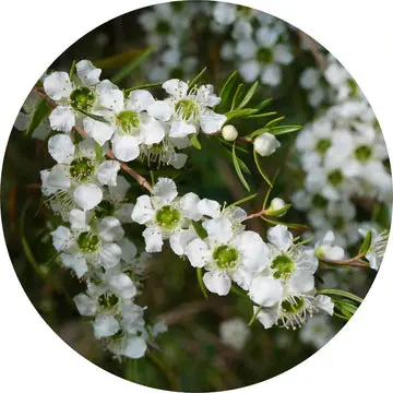 Lemon Tea Tree Essential Oil - Living Libations 1