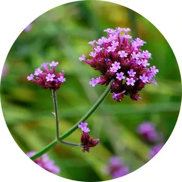 Lemon Verbena Essential Oil - Living Libations 1