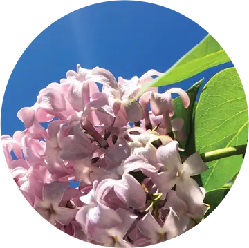 Lilac Essential Oil - Living Libations 2