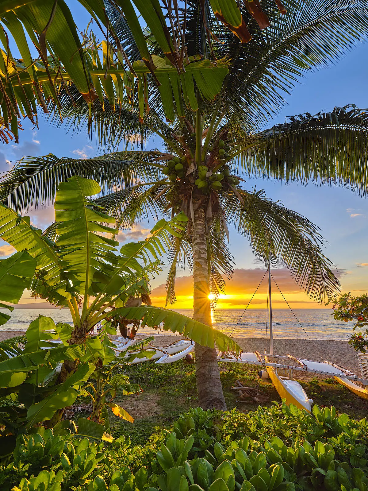Lime In The Coconut By Andrew Shoemaker 1