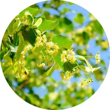 Linden Blossoms Essential Oil - Living Libations 1