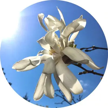 Magnolia Flower Essential Oil - Living Libations 1