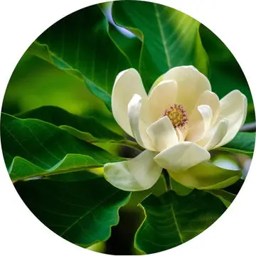 Magnolia Leaf Essential Oil - Living Libations 1