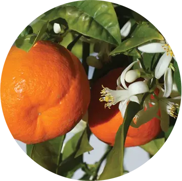 Mandarin Essential Oil - Living Libations 1