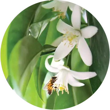 Mandarin Petitgrain Essential Oil - Living Libations 1