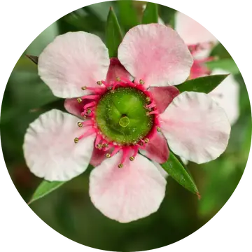 Manuka Essential Oil - Living Libations 1