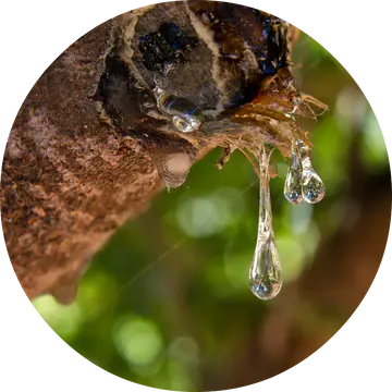 Mastic Essential Oil - Living Libations 1