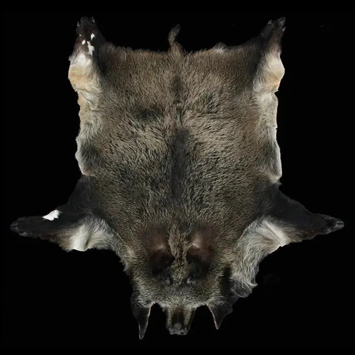 Large Boar Skin / Hide 1