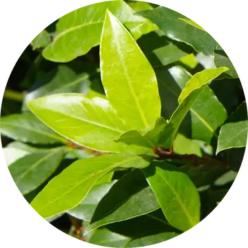 Moena Essential Oil - Living Libations 1