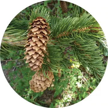 Spruce Mountain Essential Oil - Living Libations 1
