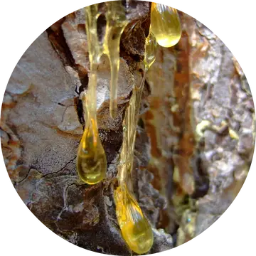 Myrrh Essential Oil - Living Libations 1
