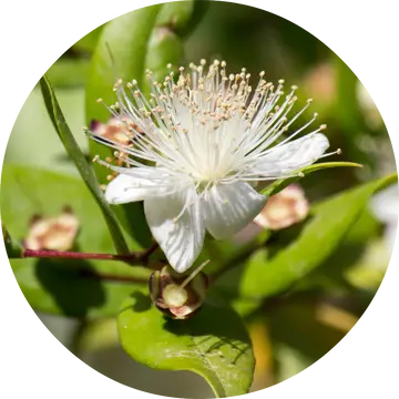Myrtle Essential Oil - Living Libations 1