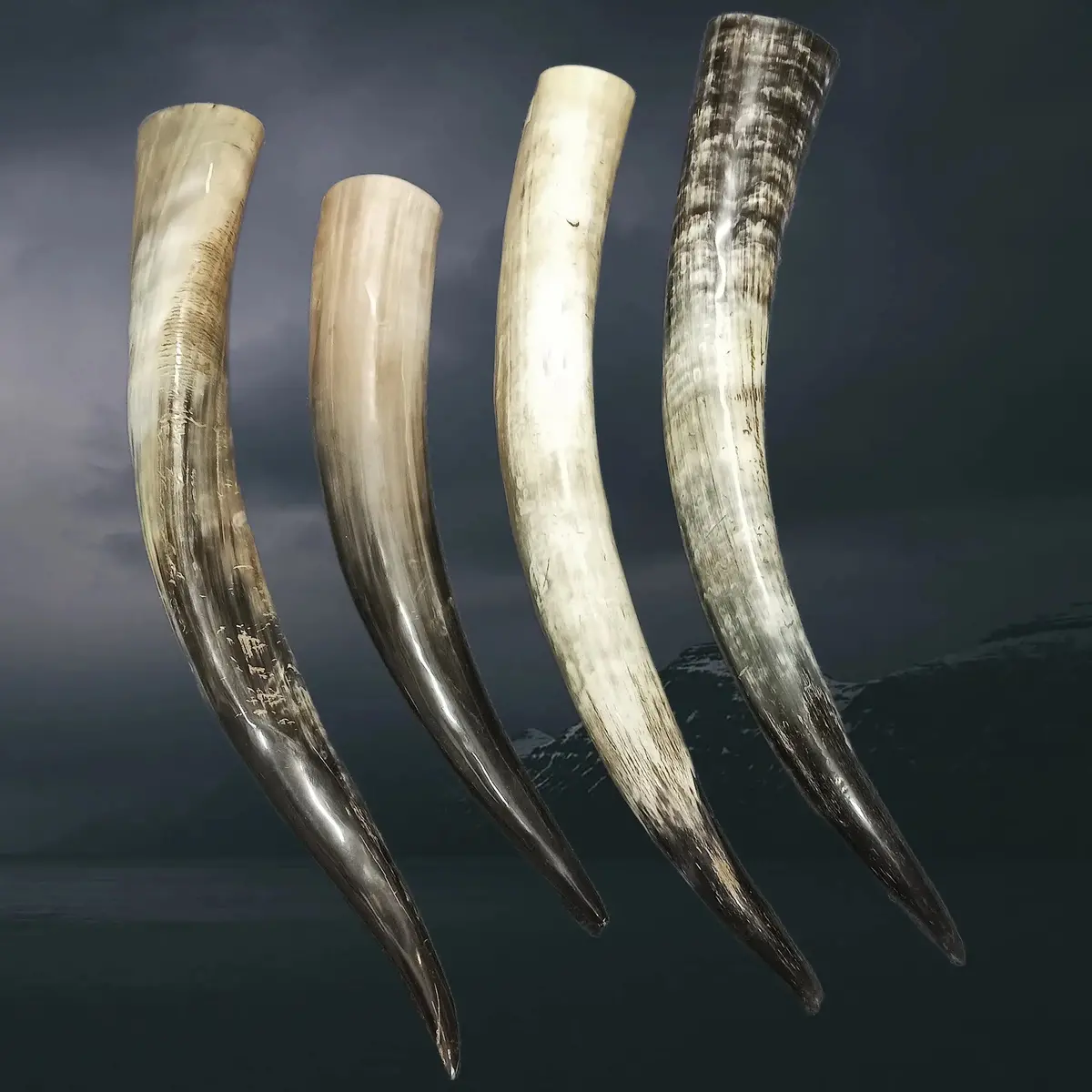 Medium Viking Drinking Horn - Long 1