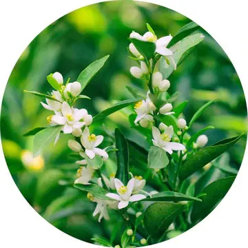 Neroli Essential Oil - Living Libations 1