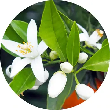 Neroli Fleurs Sur Petitgrain Essential Oil - Living Libations 1